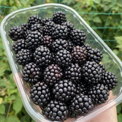 Fresh blackberries from Armenia