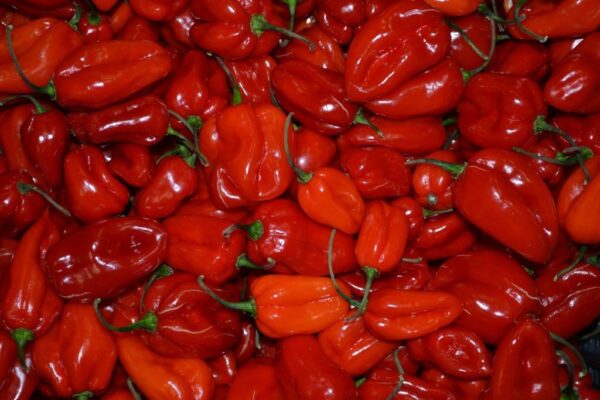 Exotic peppers from Armenia