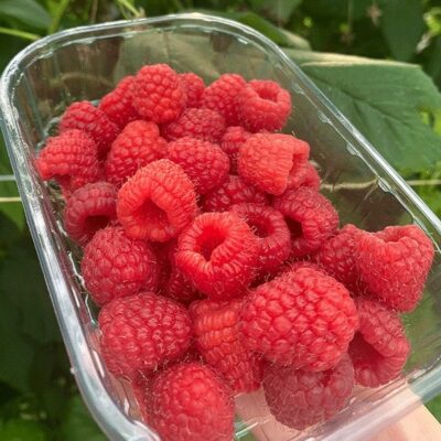 Fresh raspberries from Armenia