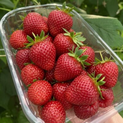 Fresh strawberries in a punnet from Armenia
